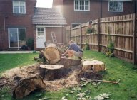Zoom in: Tree felling and removal